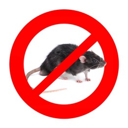 Image of Little rat with red prohibition sign on white background. Pest control