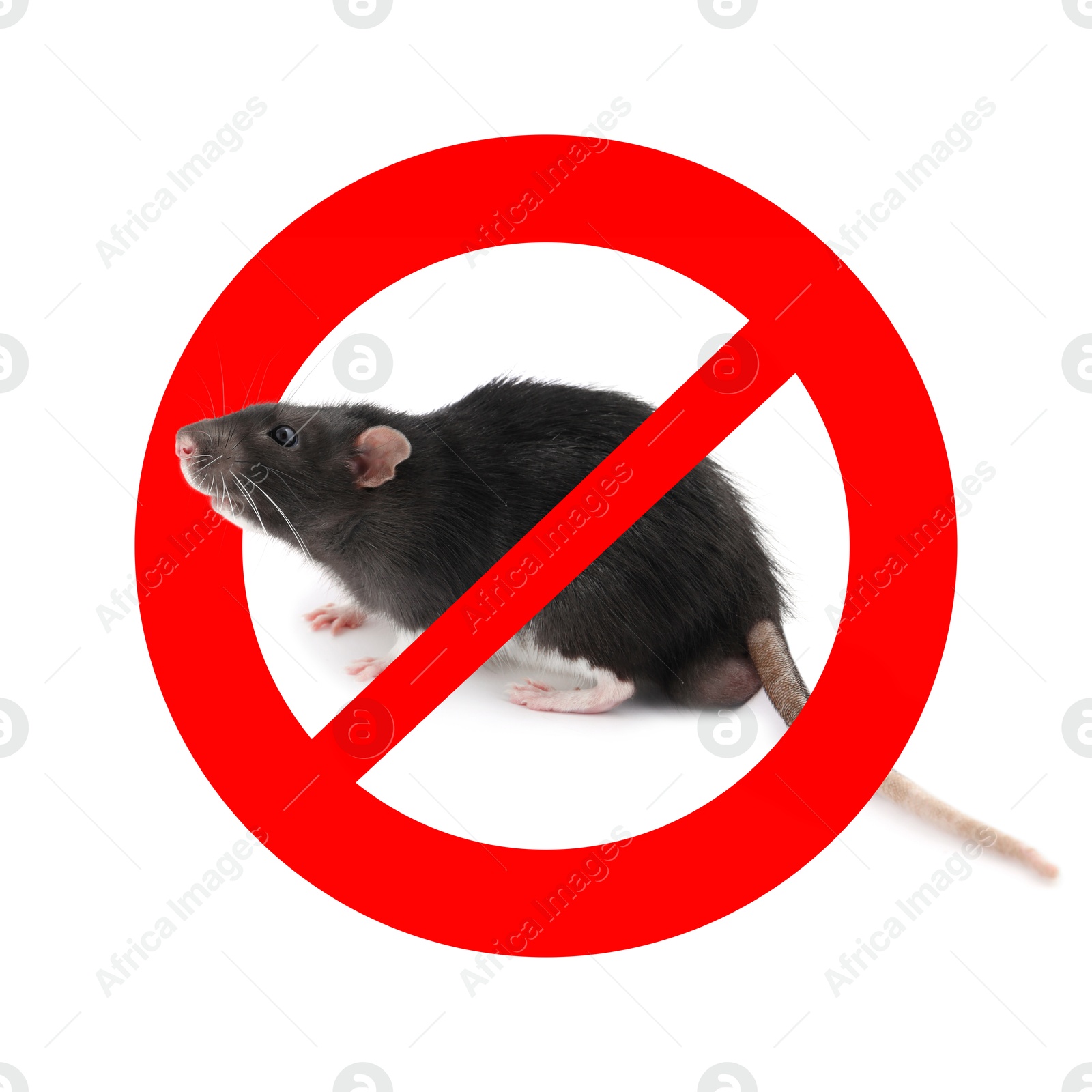 Little rat with red prohibition sign on white background. Pest control Image of Little rat with red prohibition sign on white background. Pest control