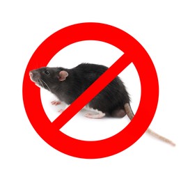 Image of Little rat with red prohibition sign on white background. Pest control