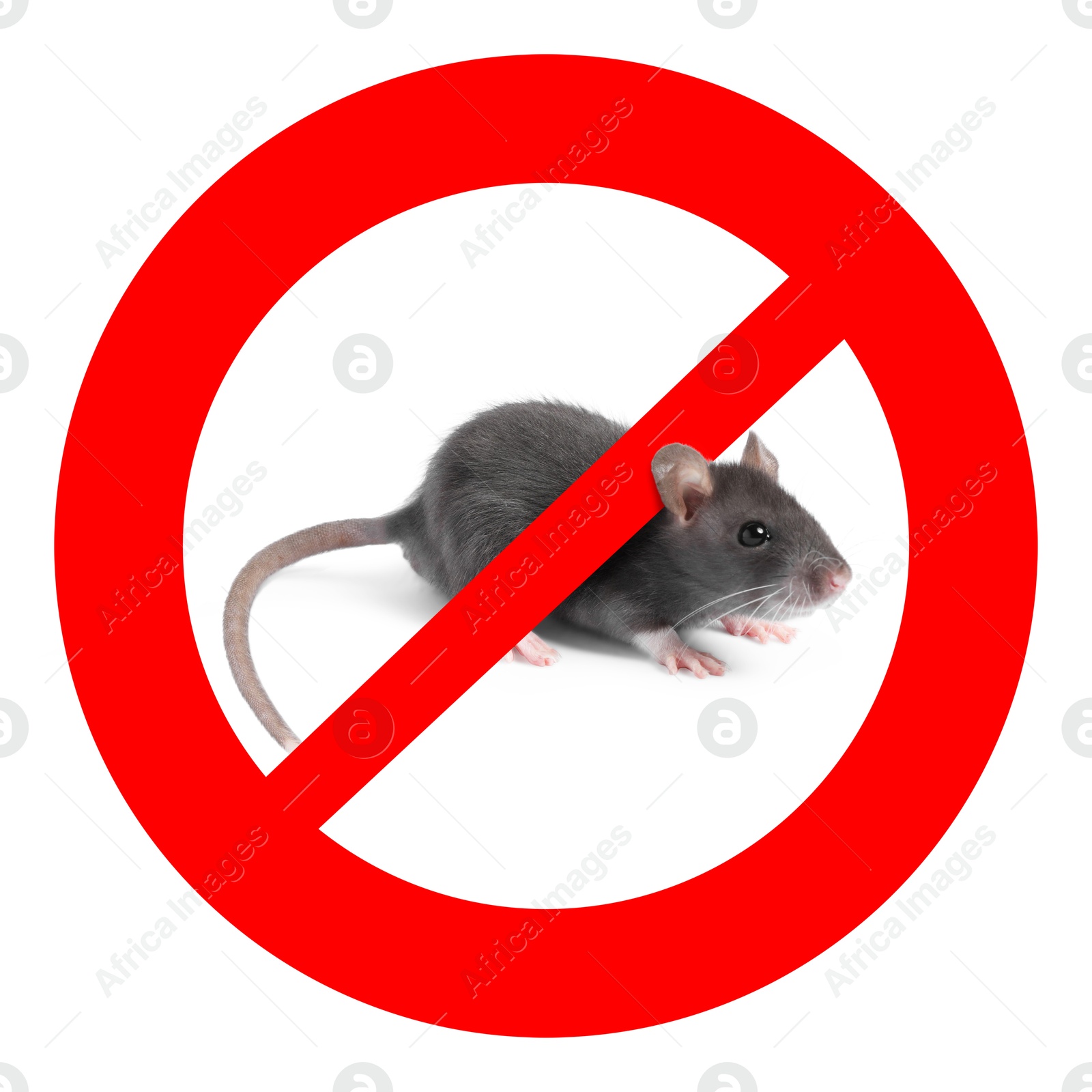 Little rat with red prohibition sign on white background. Pest control Image of Little rat with red prohibition sign on white background. Pest control