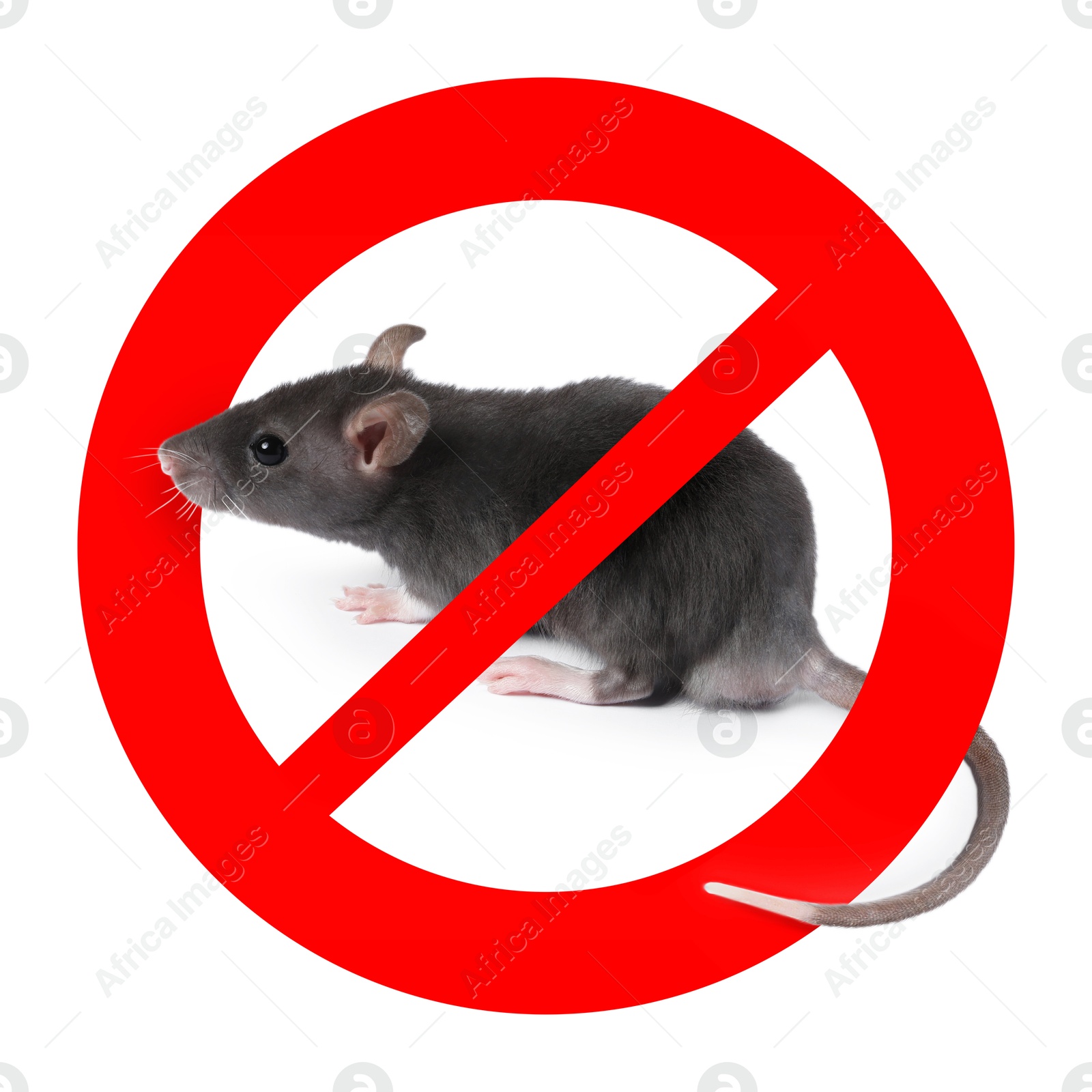 Little rat with red prohibition sign on white background. Pest control Image of Little rat with red prohibition sign on white background. Pest control