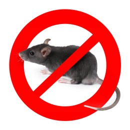 Image of Little rat with red prohibition sign on white background. Pest control