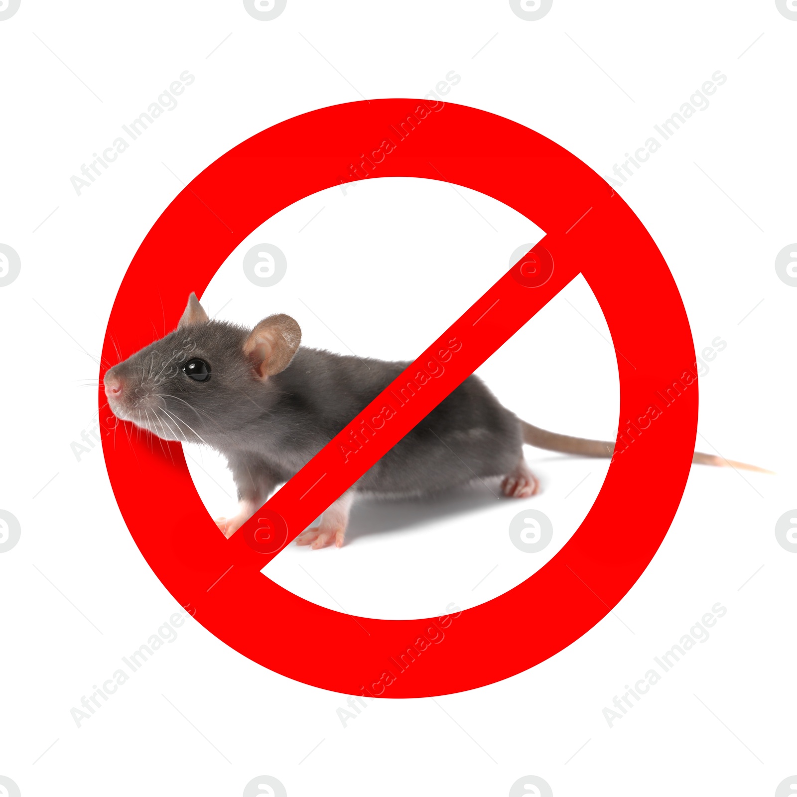 Little rat with red prohibition sign on white background. Pest control Image of Little rat with red prohibition sign on white background. Pest control