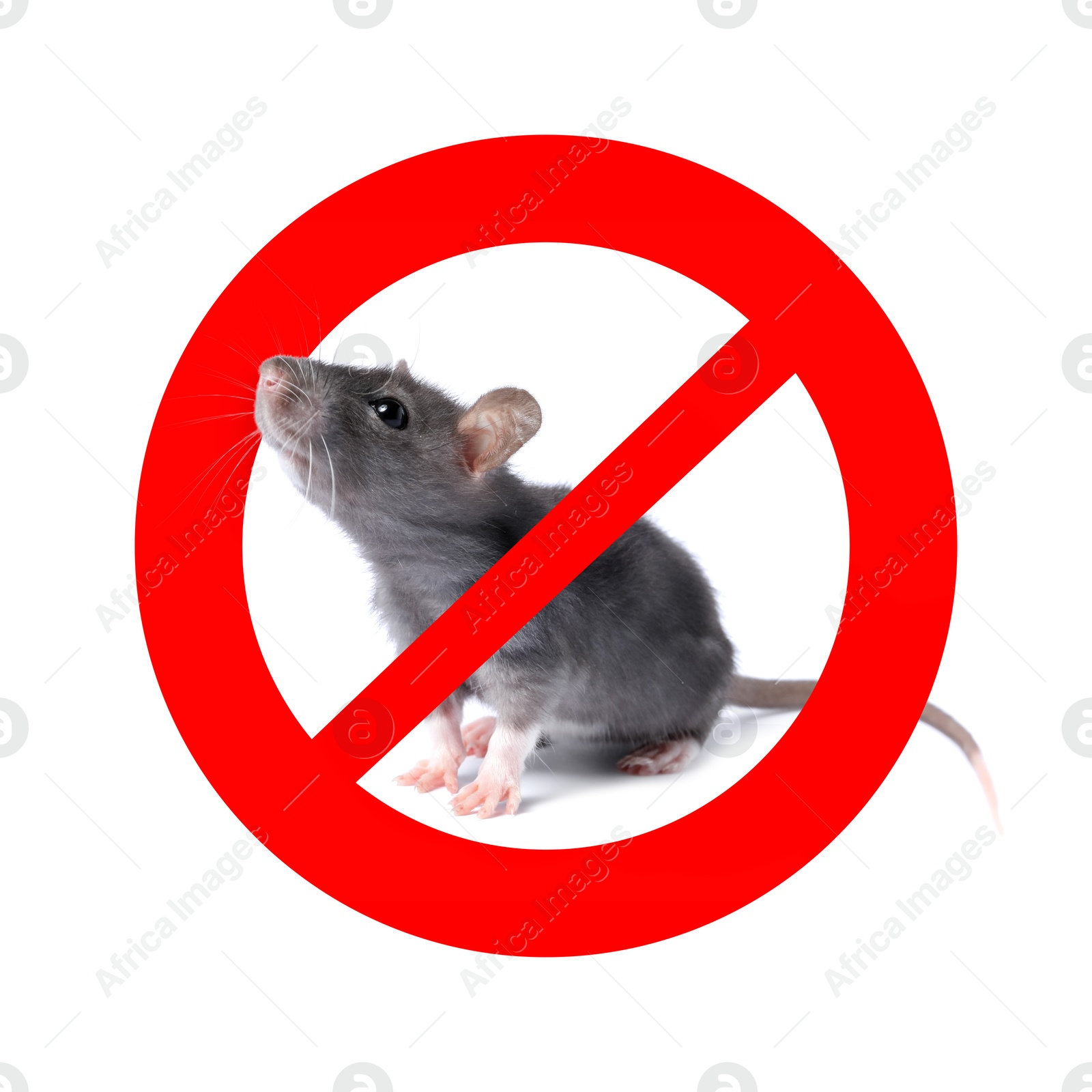 Little rat with red prohibition sign on white background. Pest control Image of Little rat with red prohibition sign on white background. Pest control