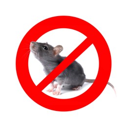 Image of Little rat with red prohibition sign on white background. Pest control