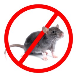 Image of Little rat with red prohibition sign on white background. Pest control