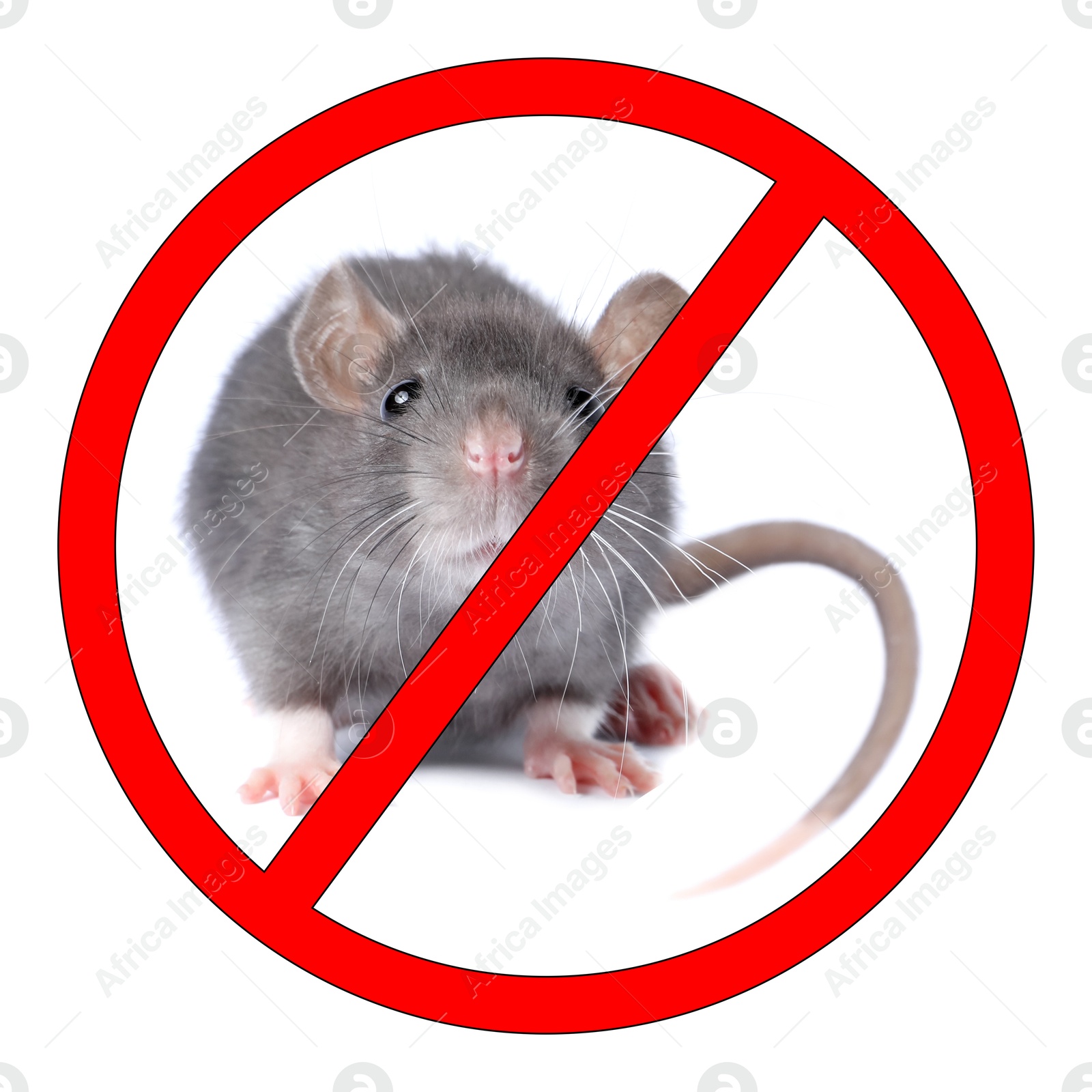 Little rat with red prohibition sign on white background. Pest control Image of Little rat with red prohibition sign on white background. Pest control