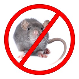 Image of Little rat with red prohibition sign on white background. Pest control