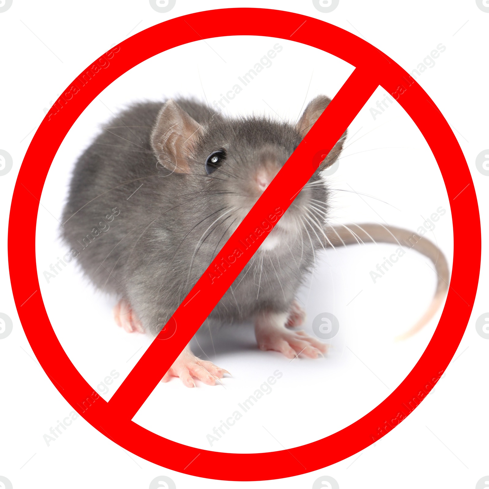 Little rat with red prohibition sign on white background. Pest control Image of Little rat with red prohibition sign on white background. Pest control