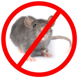 Image of Little rat with red prohibition sign on white background. Pest control