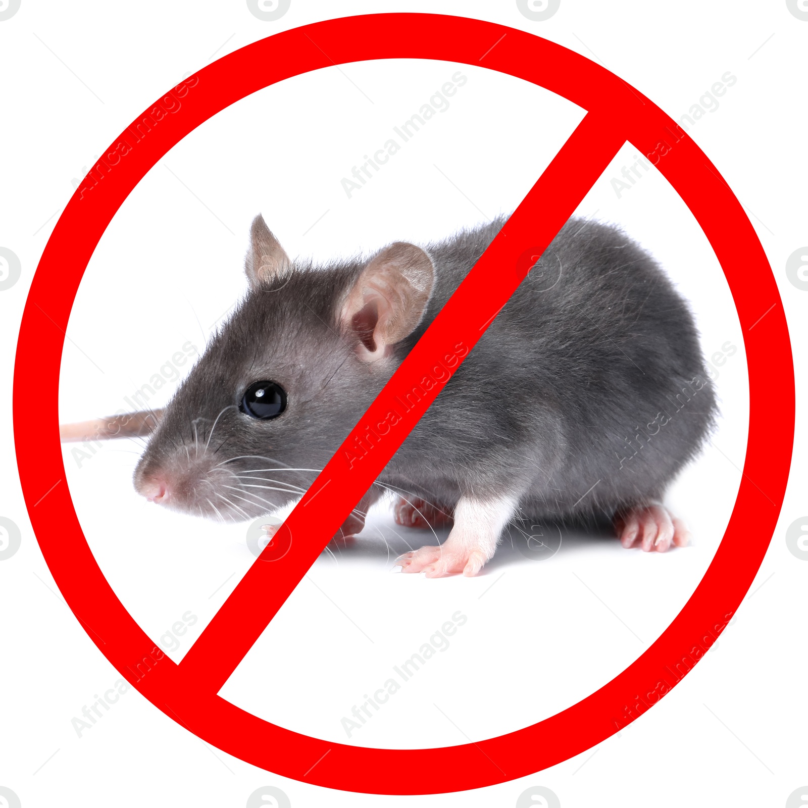 Little rat with red prohibition sign on white background. Pest control Image of Little rat with red prohibition sign on white background. Pest control