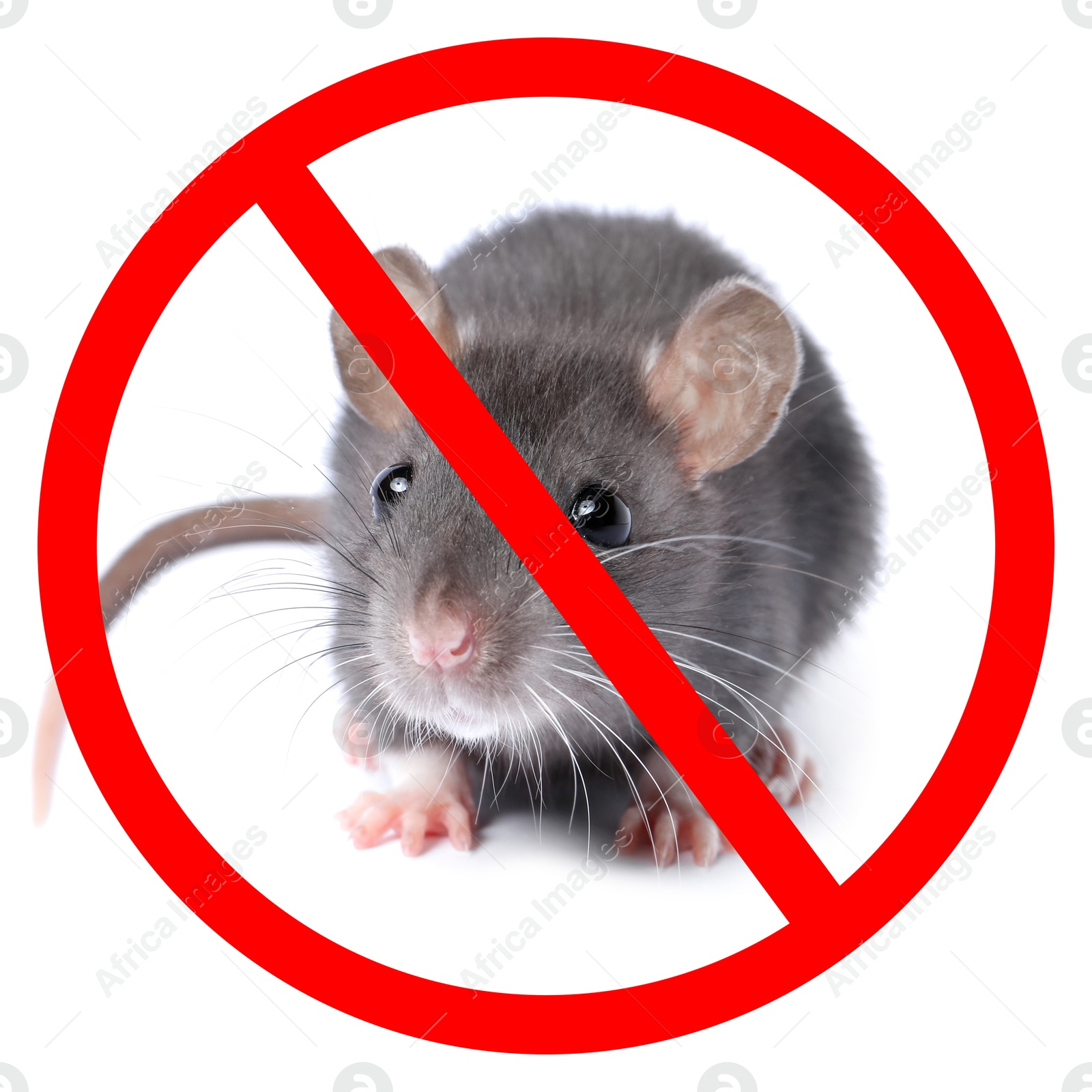Little rat with red prohibition sign on white background. Pest control Image of Little rat with red prohibition sign on white background. Pest control