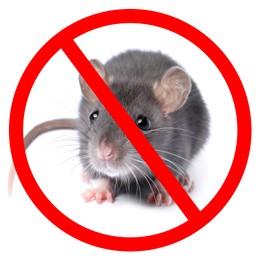 Image of Little rat with red prohibition sign on white background. Pest control