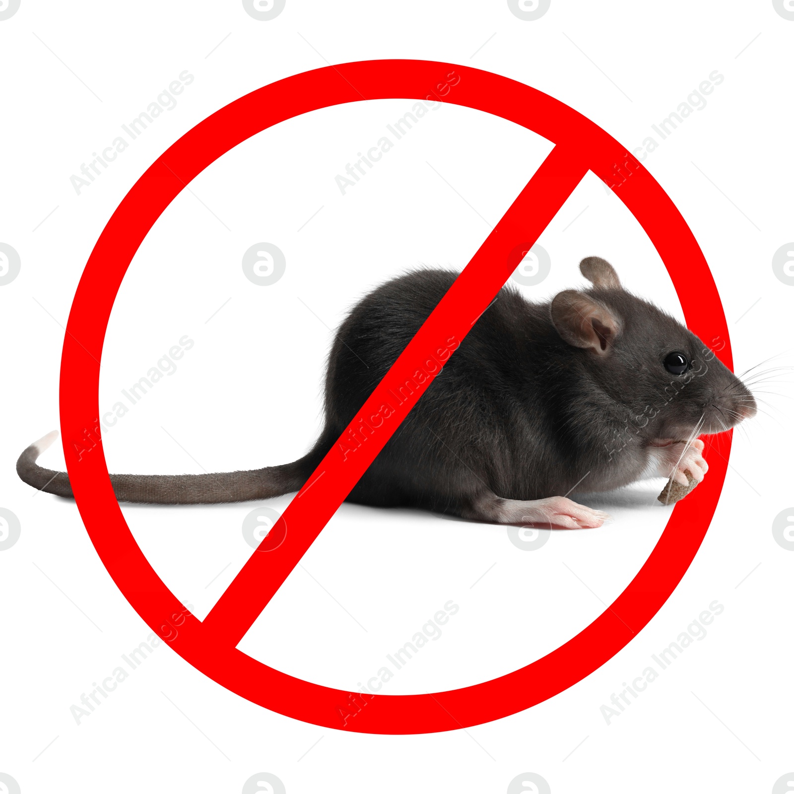 Little rat with red prohibition sign on white background. Pest control Image of Little rat with red prohibition sign on white background. Pest control