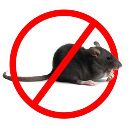Image of Little rat with red prohibition sign on white background. Pest control