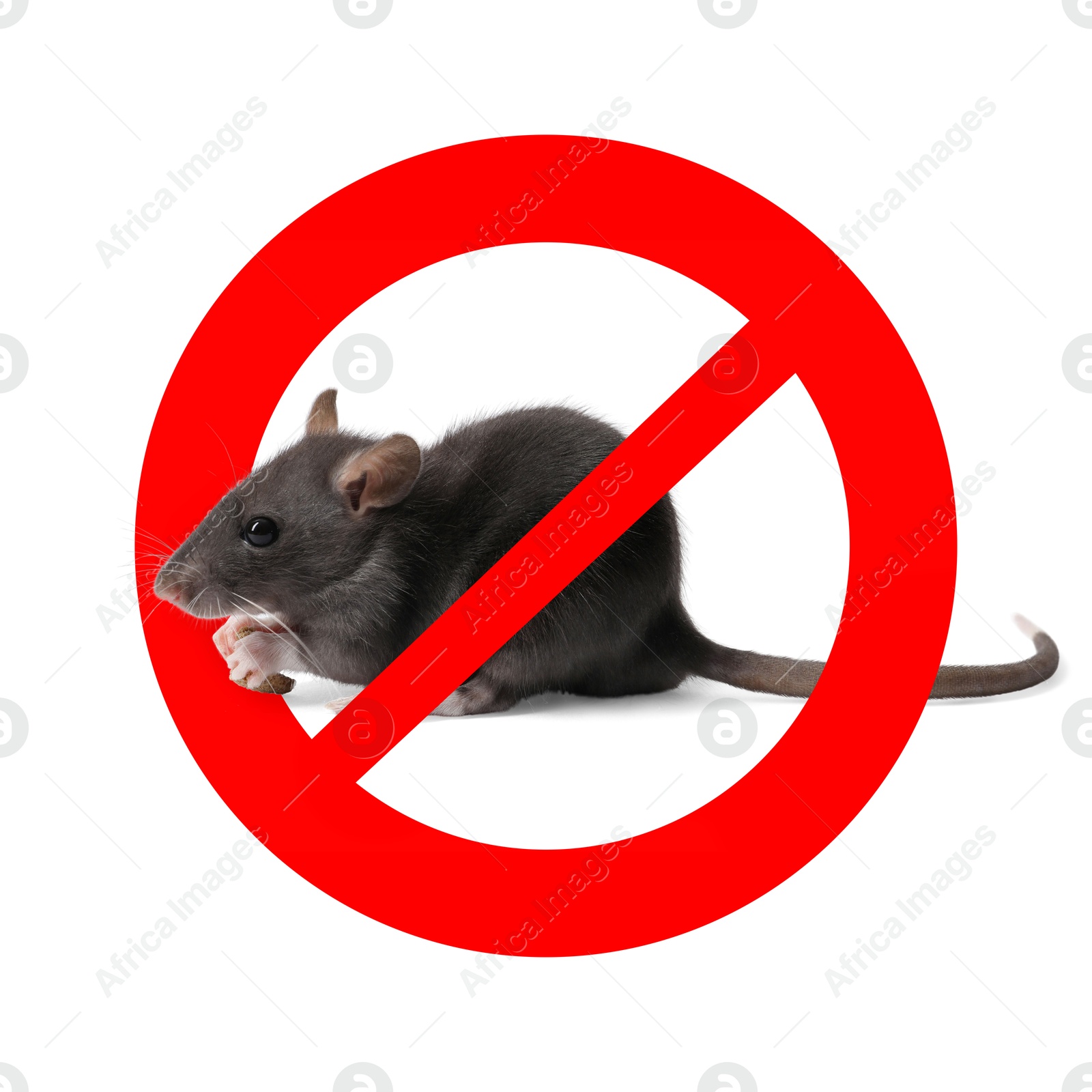 Little rat with red prohibition sign on white background. Pest control Image of Little rat with red prohibition sign on white background. Pest control