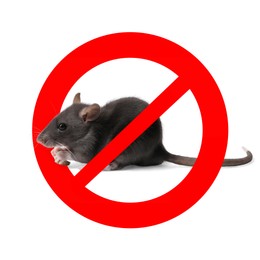 Image of Little rat with red prohibition sign on white background. Pest control