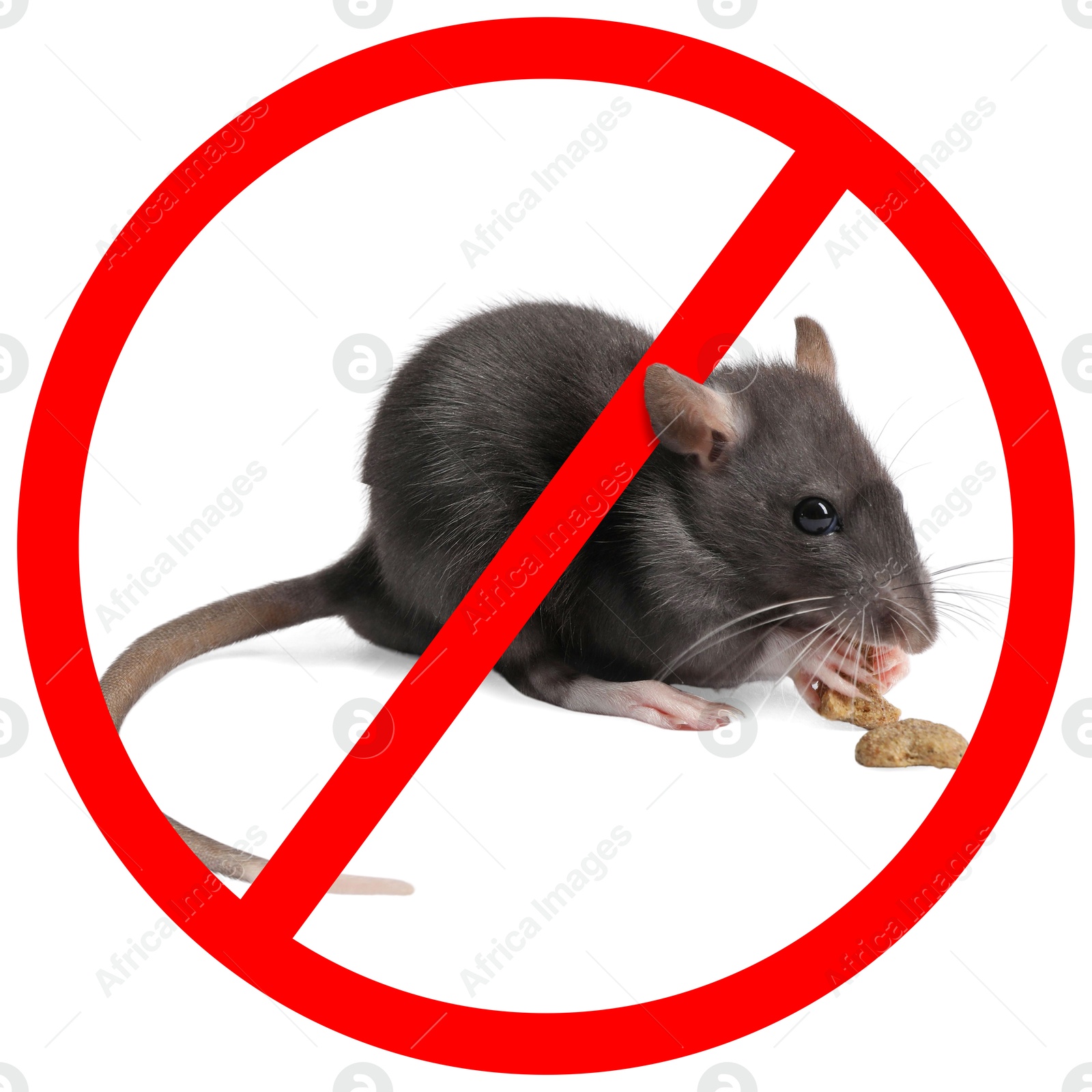 Little rat with red prohibition sign on white background. Pest control Image of Little rat with red prohibition sign on white background. Pest control