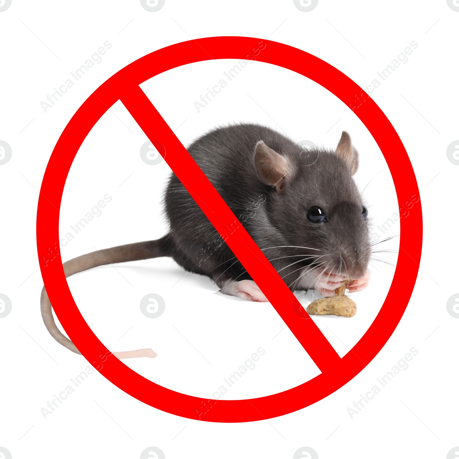 Little rat with red prohibition sign on white background. Pest control Image of Little rat with red prohibition sign on white background. Pest control