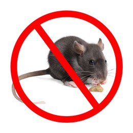 Image of Little rat with red prohibition sign on white background. Pest control