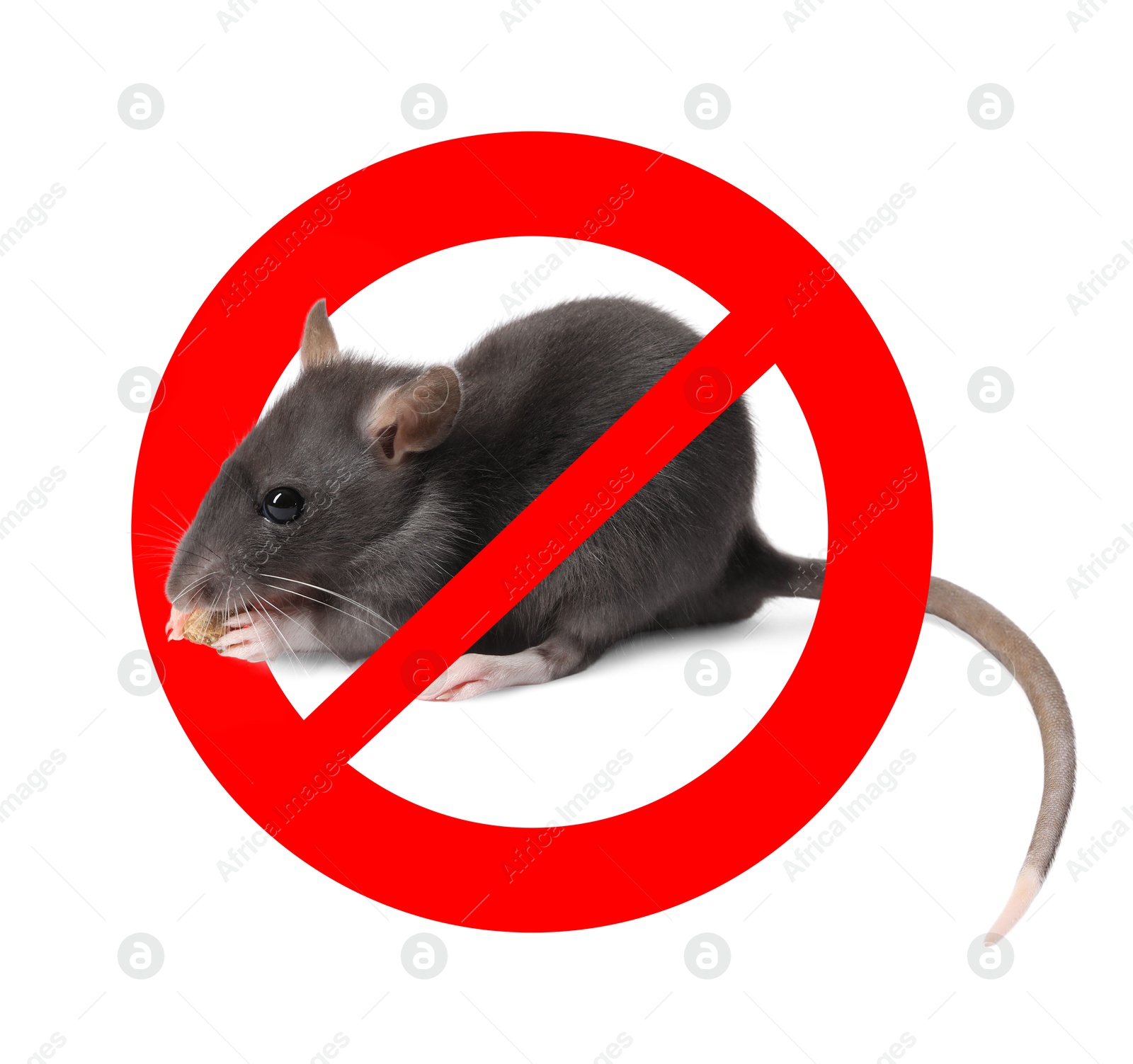 Little rat with red prohibition sign on white background. Pest control Image of Little rat with red prohibition sign on white background. Pest control
