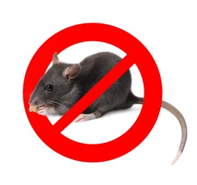 Image of Little rat with red prohibition sign on white background. Pest control
