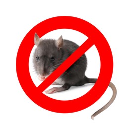 Image of Little rat with red prohibition sign on white background. Pest control