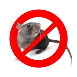 Image of Little rat with red prohibition sign on white background. Pest control