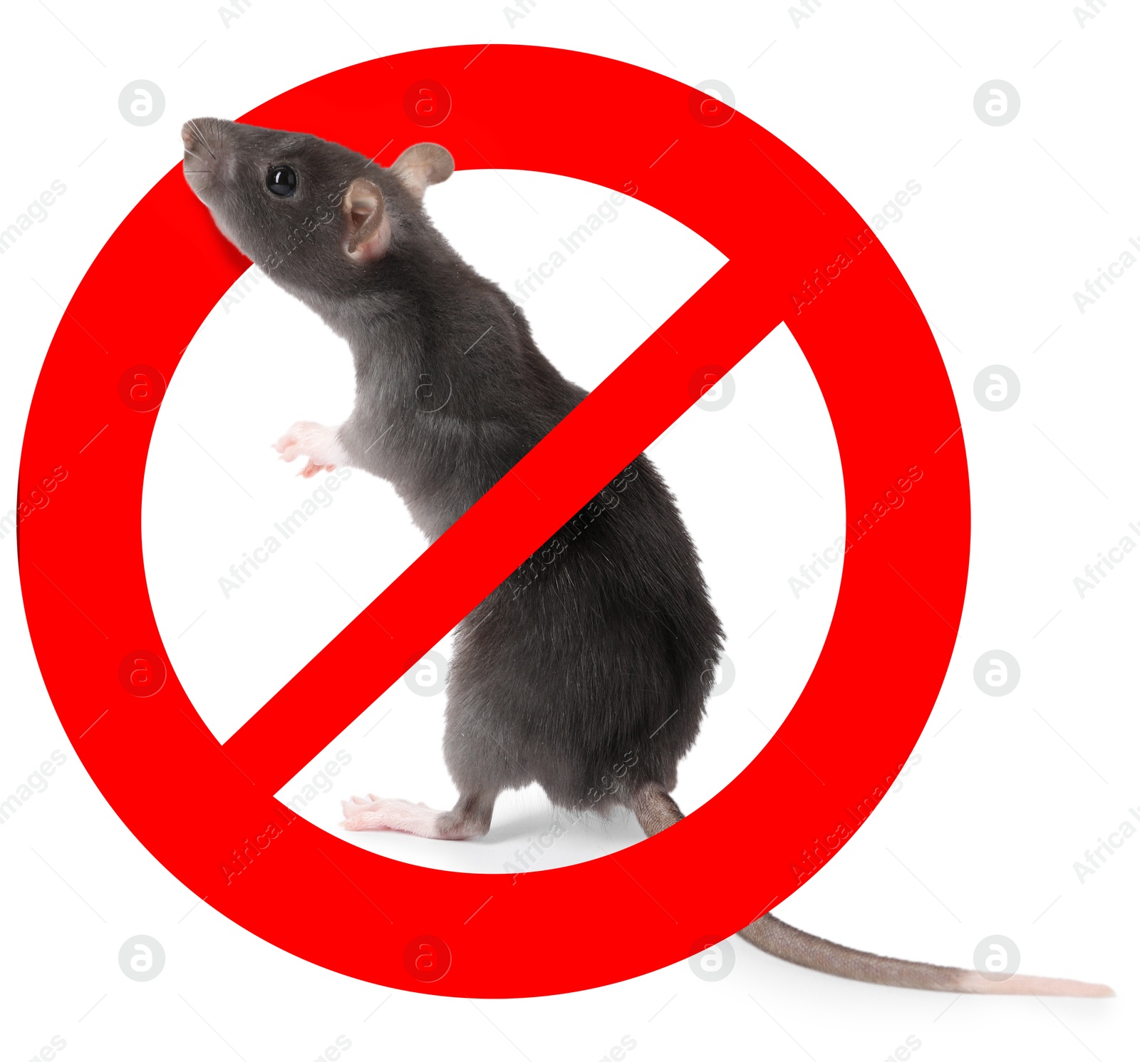 Little rat with red prohibition sign on white background. Pest control Image of Little rat with red prohibition sign on white background. Pest control