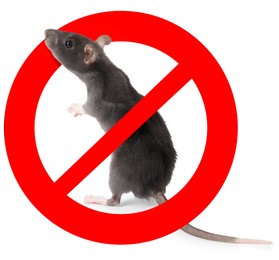 Image of Little rat with red prohibition sign on white background. Pest control