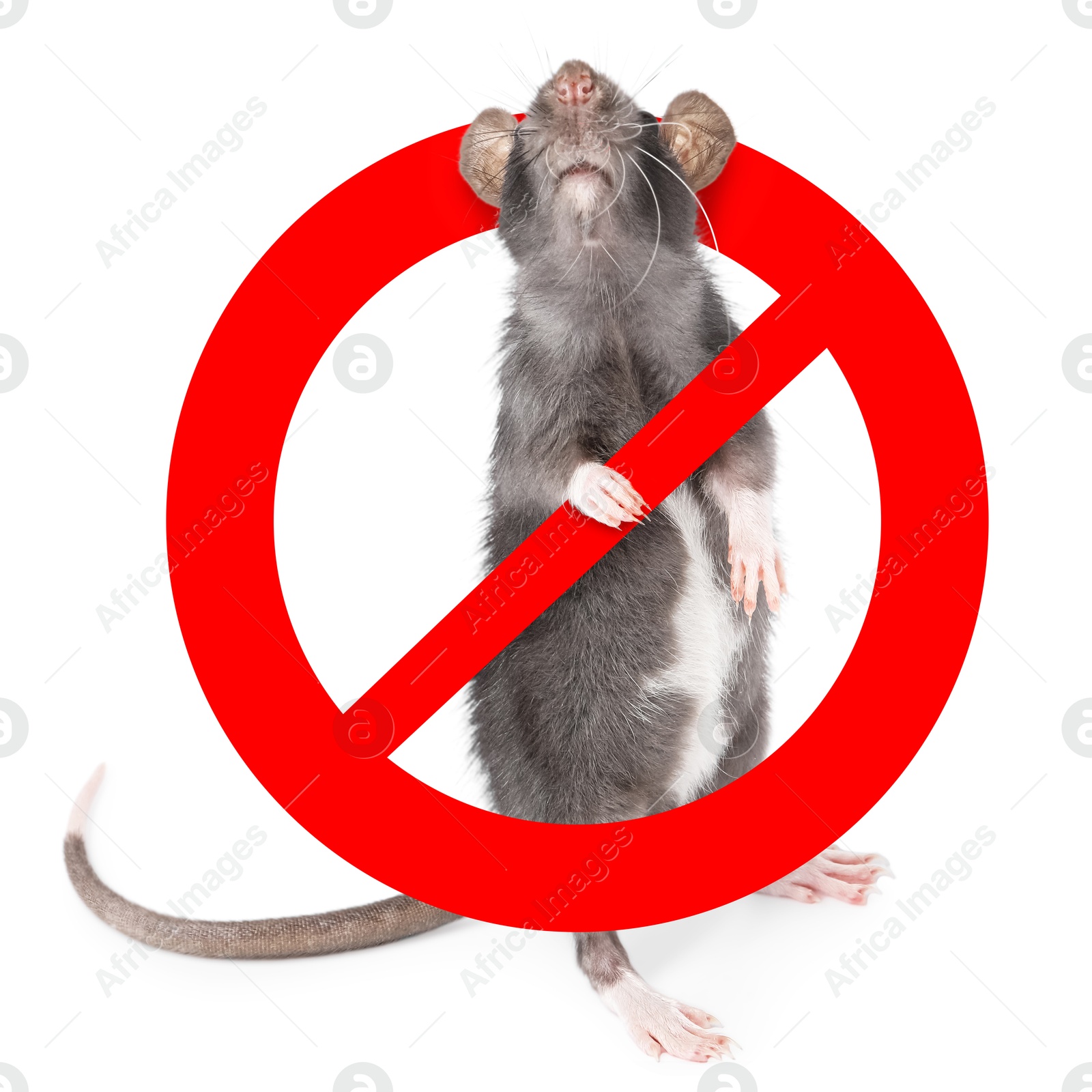 Little rat with red prohibition sign on white background. Pest control Image of Little rat with red prohibition sign on white background. Pest control