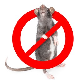 Image of Little rat with red prohibition sign on white background. Pest control