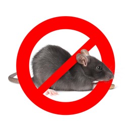 Image of Little rat with red prohibition sign on white background. Pest control
