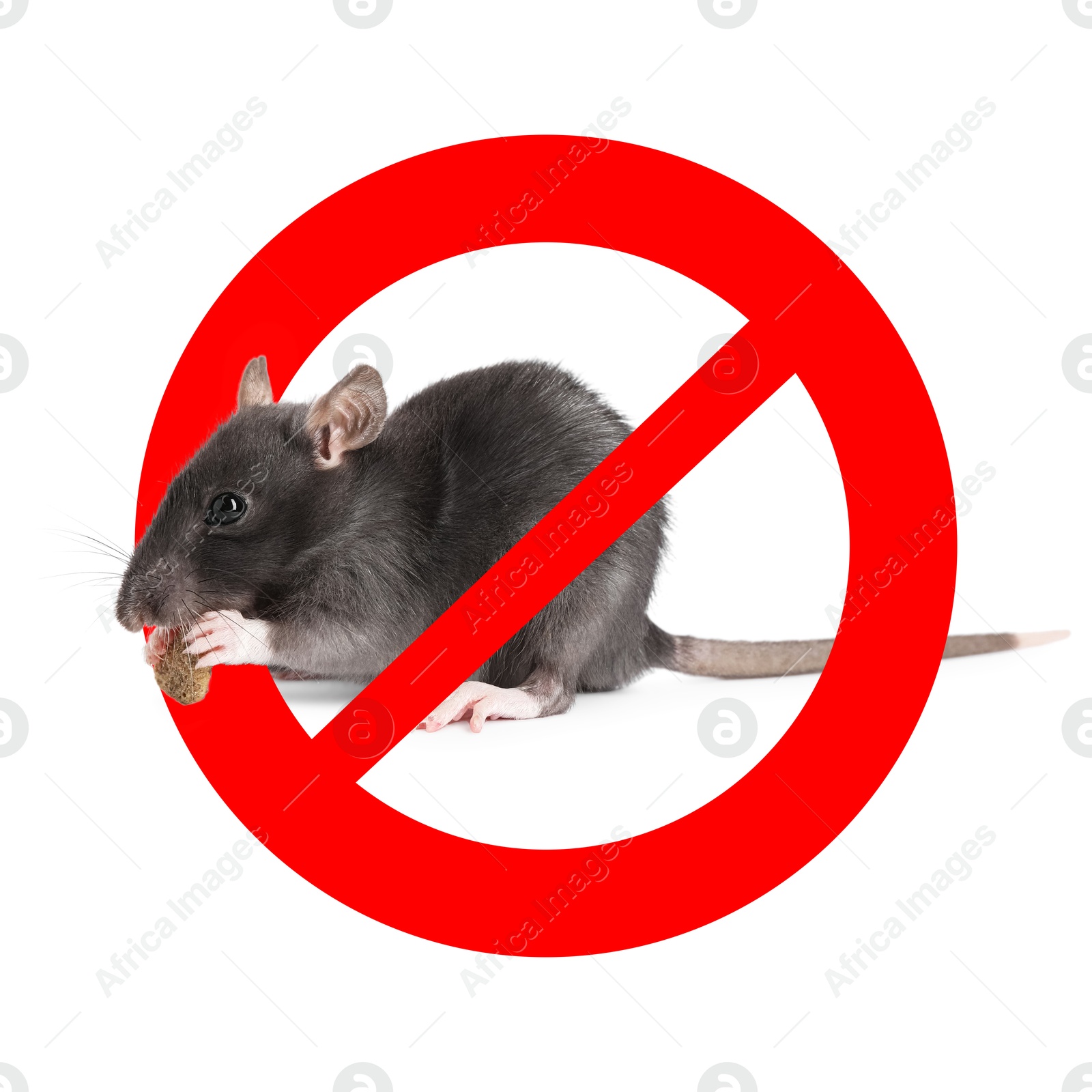 Little rat with red prohibition sign on white background. Pest control Image of Little rat with red prohibition sign on white background. Pest control