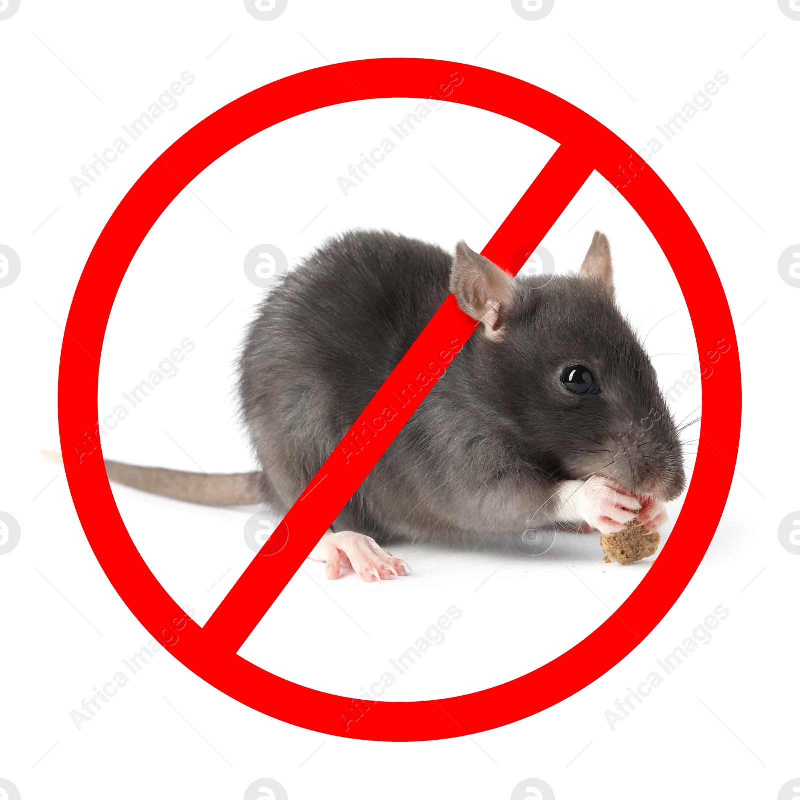 Little rat with red prohibition sign on white background. Pest control Image of Little rat with red prohibition sign on white background. Pest control