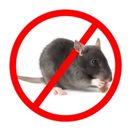 Image of Little rat with red prohibition sign on white background. Pest control