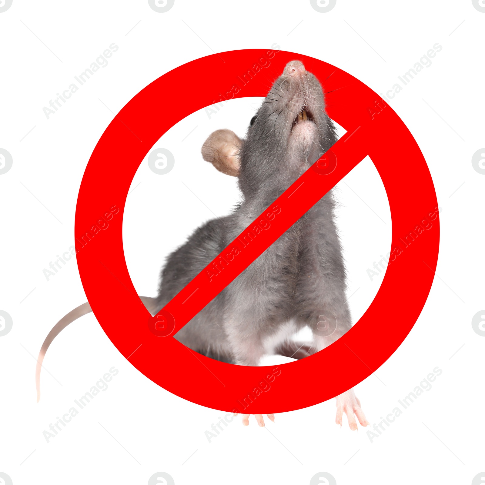 Little rat with red prohibition sign on white background. Pest control Image of Little rat with red prohibition sign on white background. Pest control