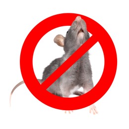 Image of Little rat with red prohibition sign on white background. Pest control