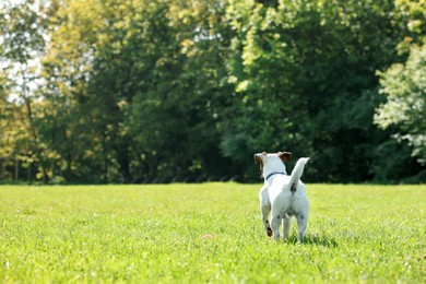 Photo of Cute dog running on green grass outdoors, back view. Active pet