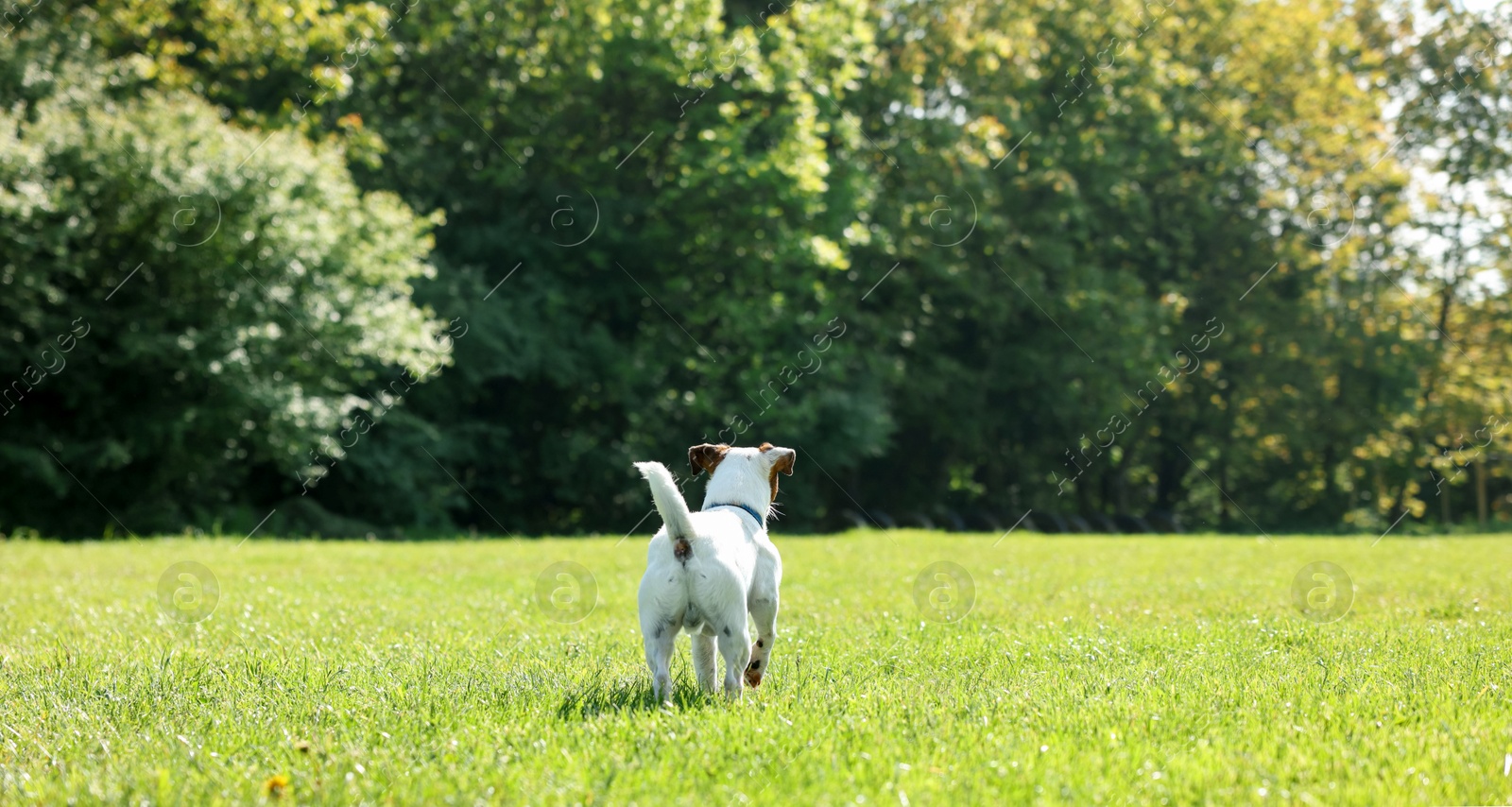 Cute dog running on green grass outdoors, back view. Active pet Photo of Cute dog running on green grass outdoors, back view. Active pet
