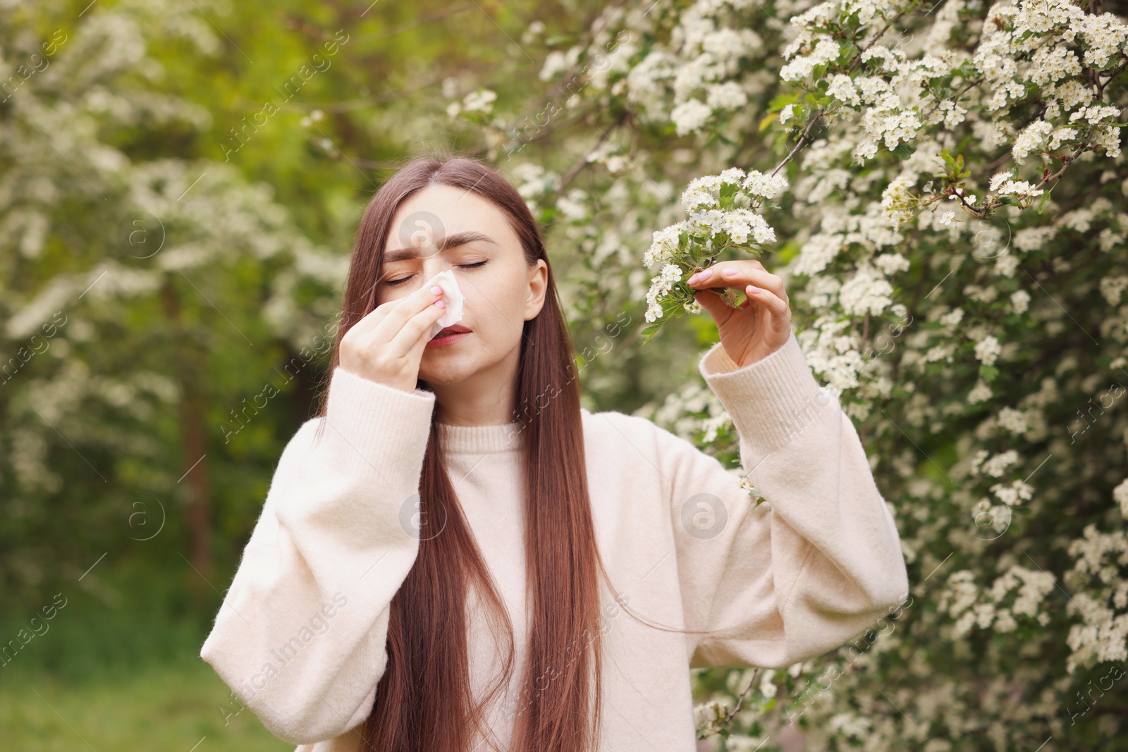 Woman with paper tissue suffering from seasonal pollen allergy near blossoming shrub on spring day Photo of Woman with paper tissue suffering from seasonal pollen allergy near blossoming shrub on spring day