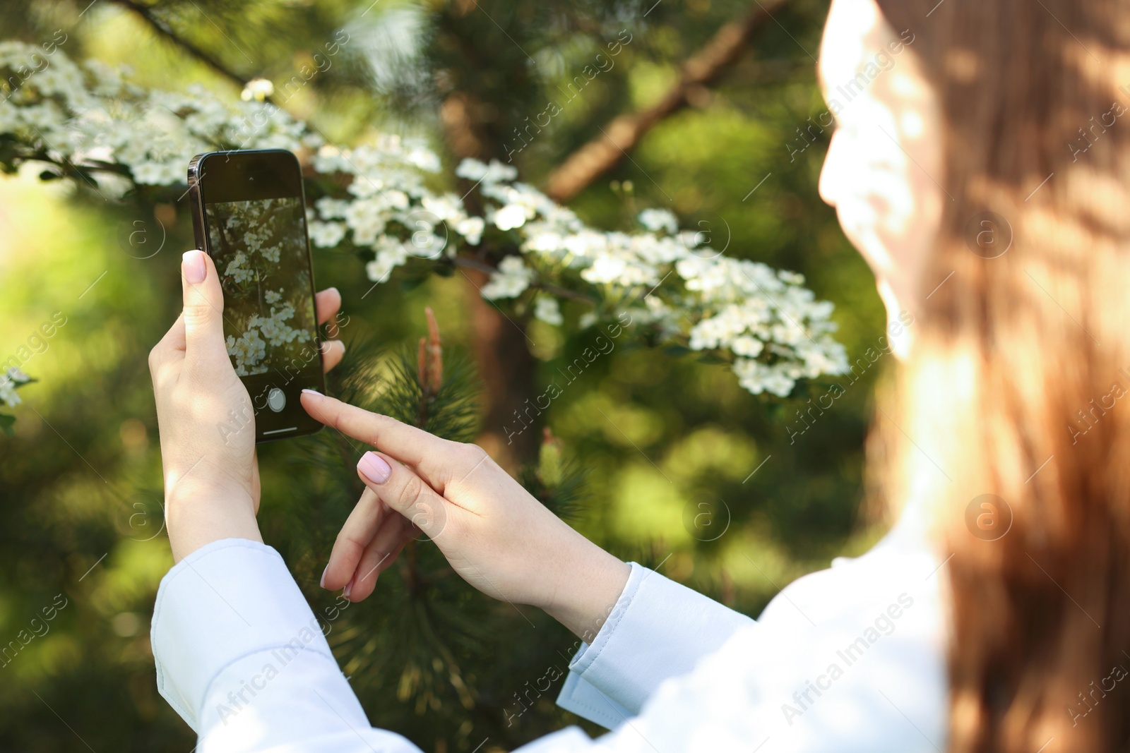 Woman using plant recognition application on smartphone outdoors, closeup Photo of Woman using plant recognition application on smartphone outdoors, closeup