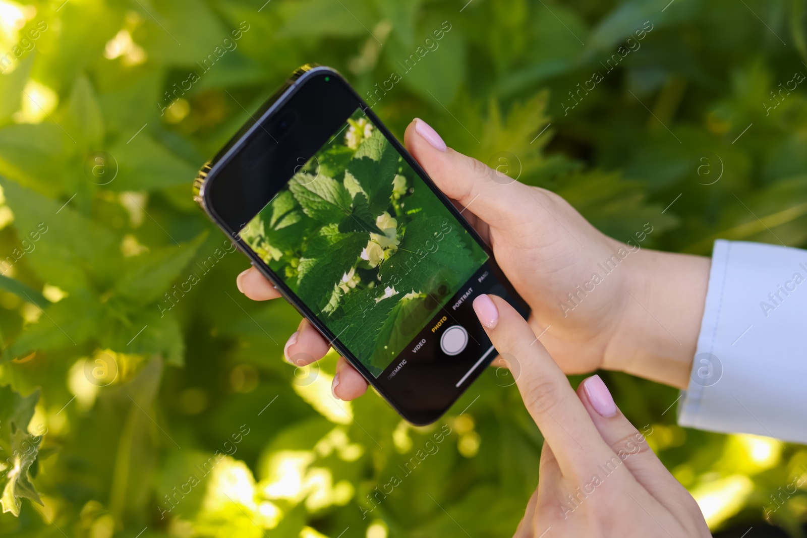 Woman using plant recognition application on smartphone outdoors, closeup Photo of Woman using plant recognition application on smartphone outdoors, closeup