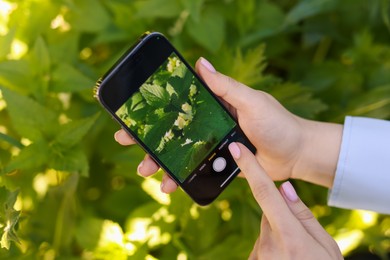 Photo of Woman using plant recognition application on smartphone outdoors, closeup