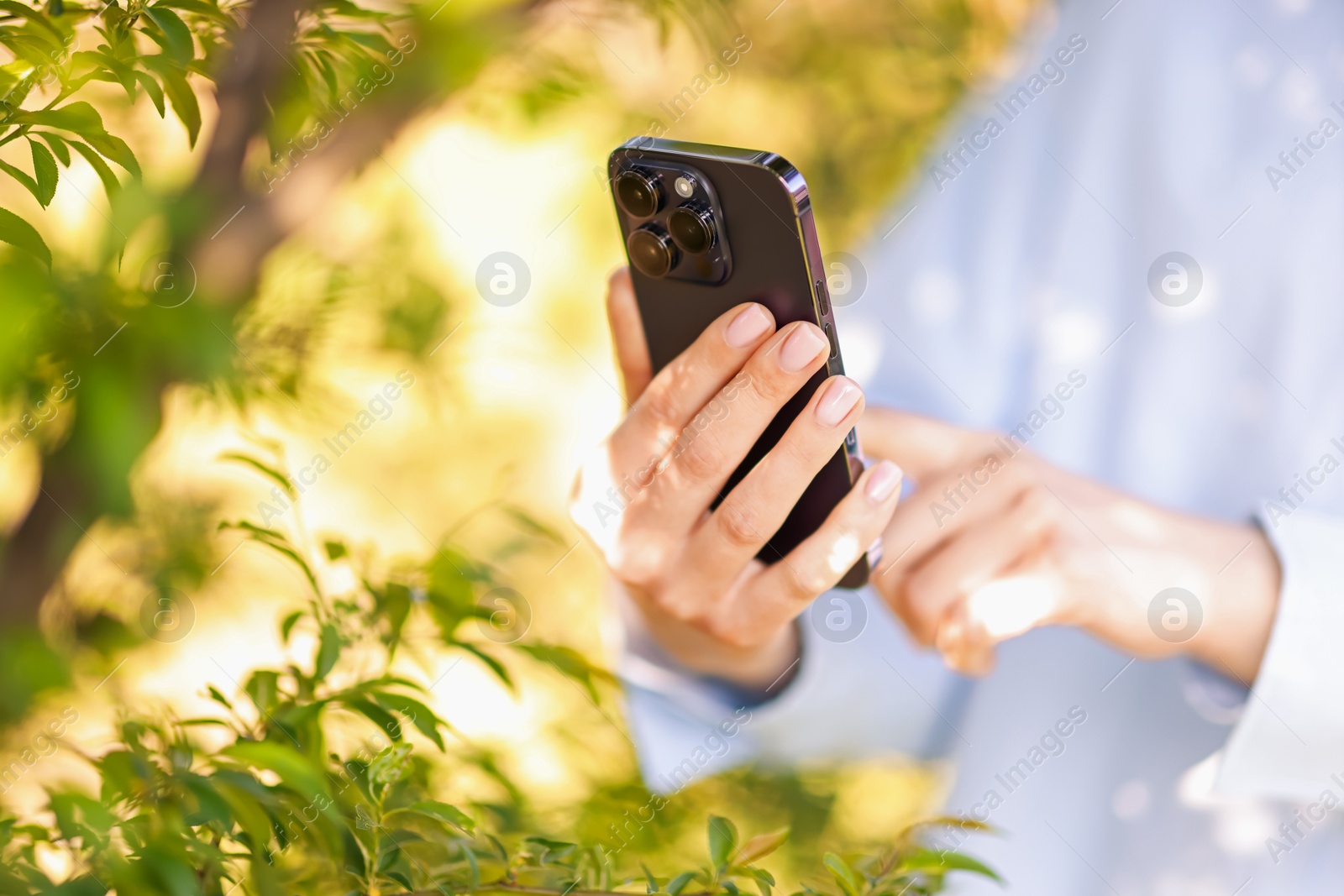 Woman using plant recognition application on smartphone outdoors, closeup Photo of Woman using plant recognition application on smartphone outdoors, closeup