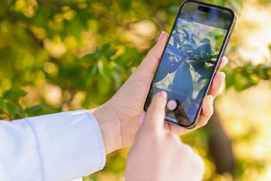 Photo of Woman using plant recognition application on smartphone outdoors, closeup