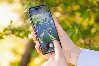 Photo of Woman using plant recognition application on smartphone outdoors, closeup