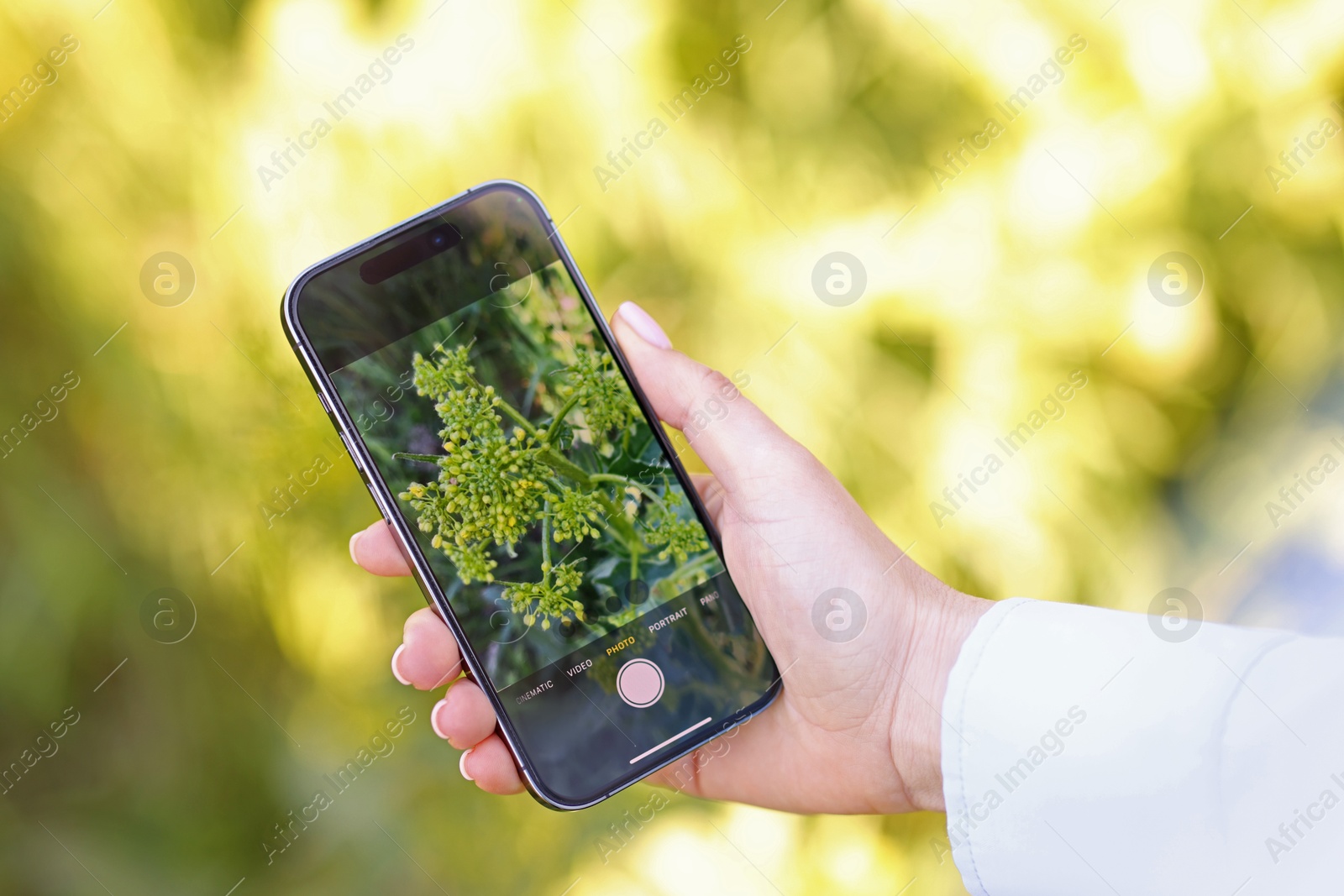 Woman using plant recognition application on smartphone outdoors, closeup Photo of Woman using plant recognition application on smartphone outdoors, closeup