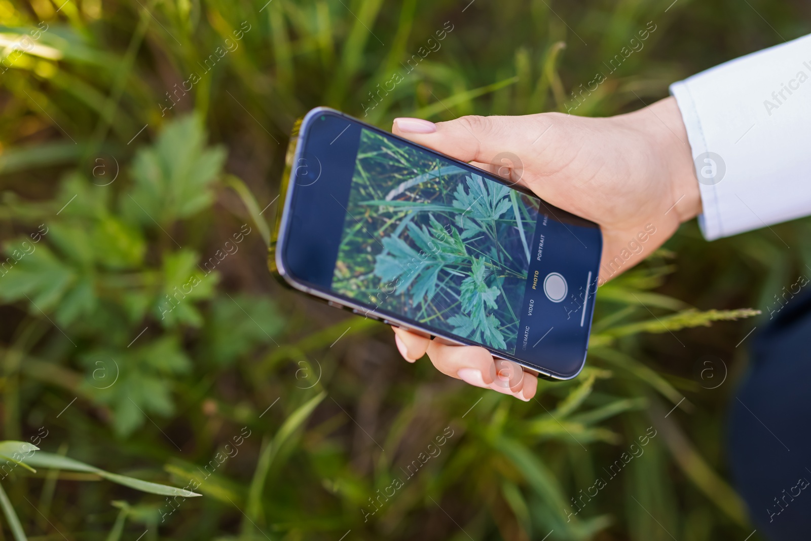 Woman using plant recognition application on smartphone outdoors, closeup Photo of Woman using plant recognition application on smartphone outdoors, closeup