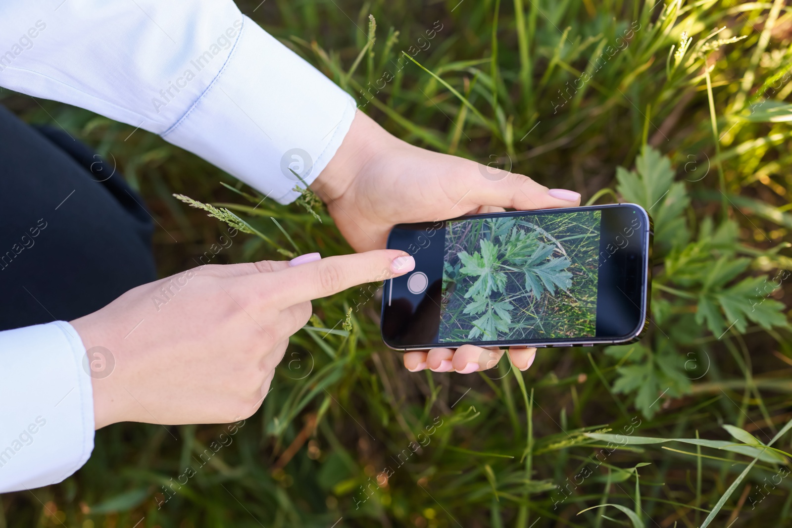 Woman using plant recognition application on smartphone outdoors, closeup Photo of Woman using plant recognition application on smartphone outdoors, closeup